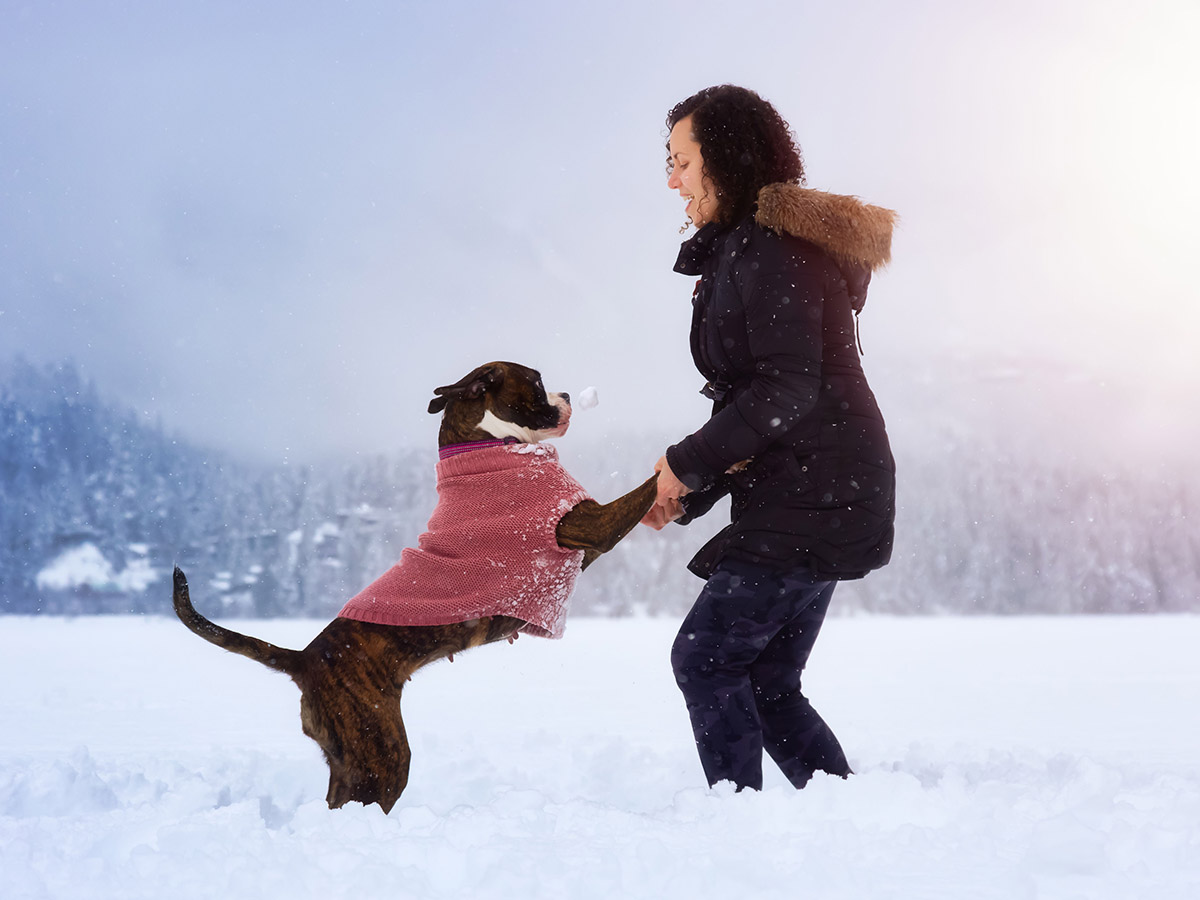 Whistler Photographer - Dog photos in the snow at Alta Lake.